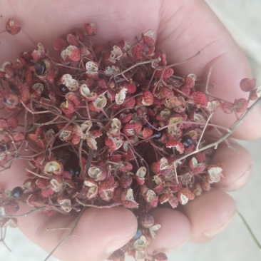 自家花椒毛货10吨寻求合作