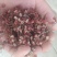 自家花椒毛货10吨寻求合作