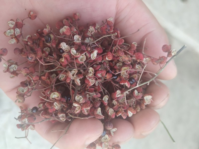 自家花椒毛货10吨寻求合作
