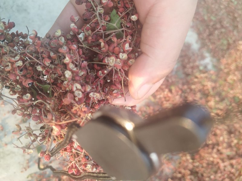 自家花椒毛货10吨寻求合作