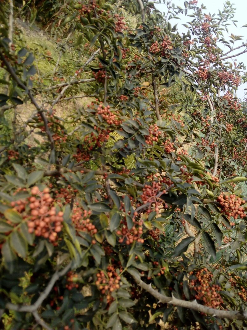 湿花椒，新干椒