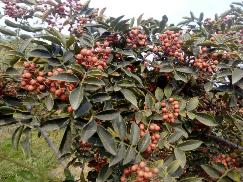湿花椒，新干椒