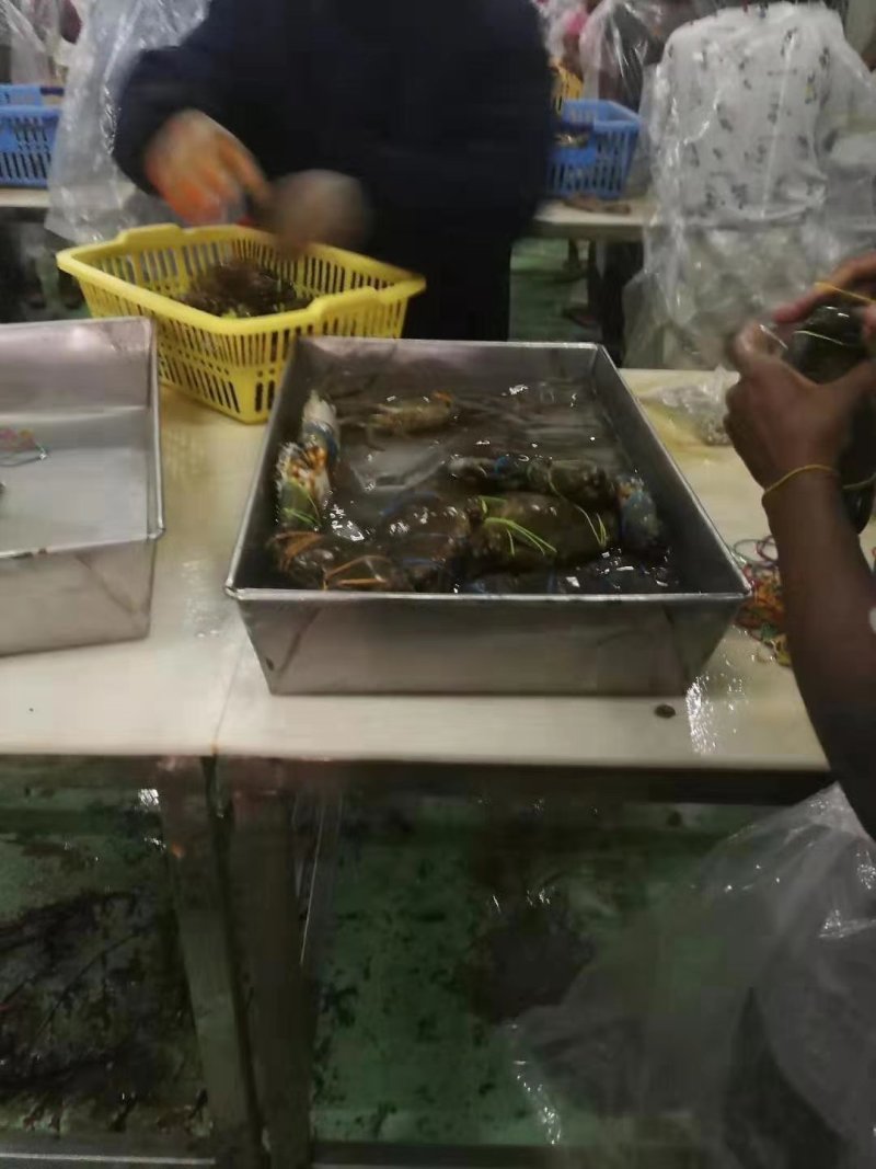 青蟹，各种规格