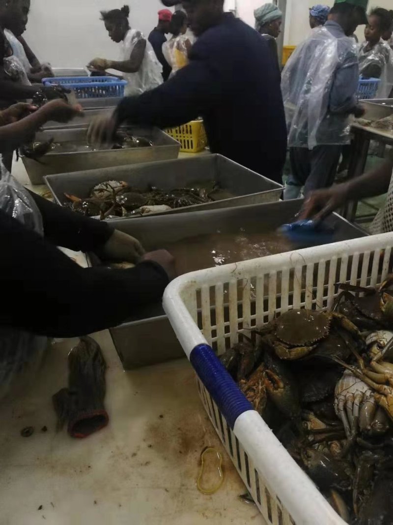 青蟹，各种规格