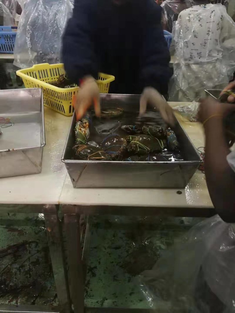 青蟹，各种规格