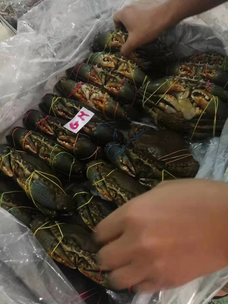 青蟹，各种规格