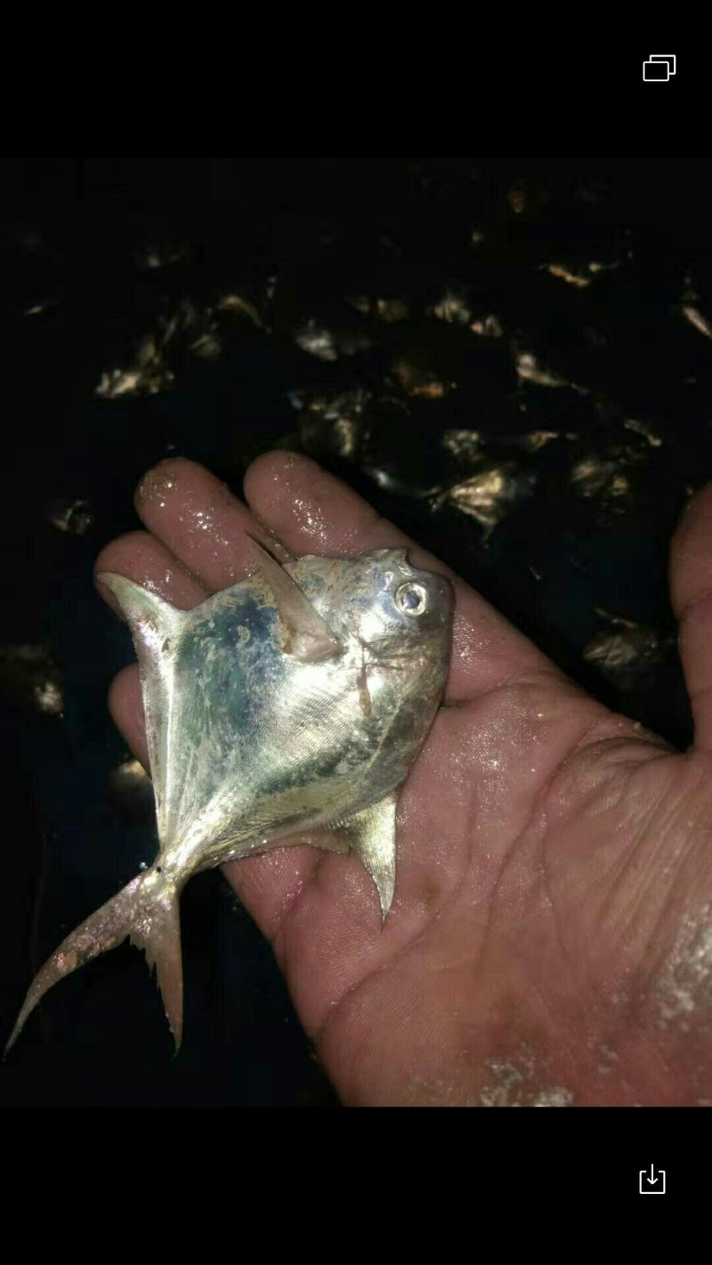 白鲳食用