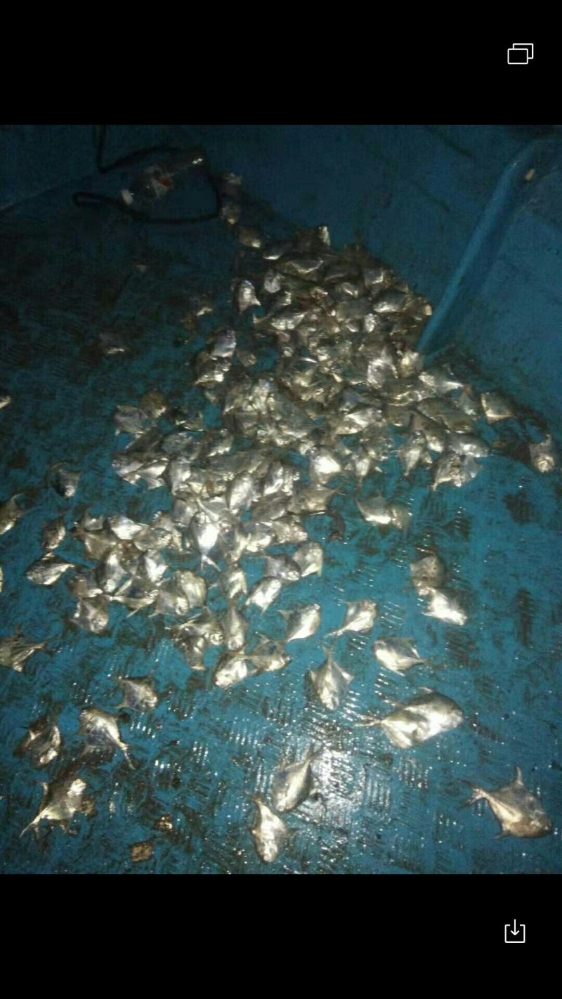白鲳食用