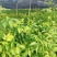 湖南吴茱萸苗茶辣苗米辣子广西吴茱萸苗广西茶辣苗湖北米辣子