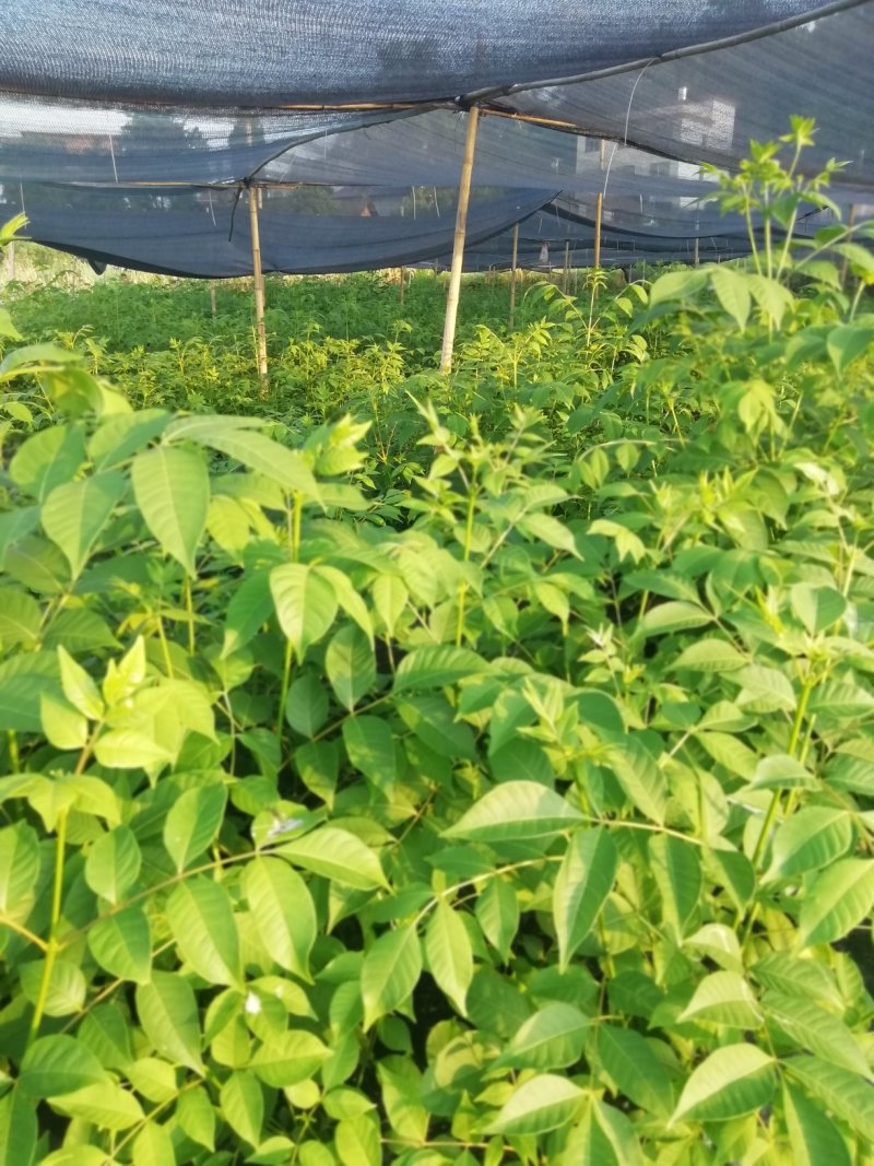 湖南吴茱萸苗茶辣苗米辣子广西吴茱萸苗广西茶辣苗湖北米辣子