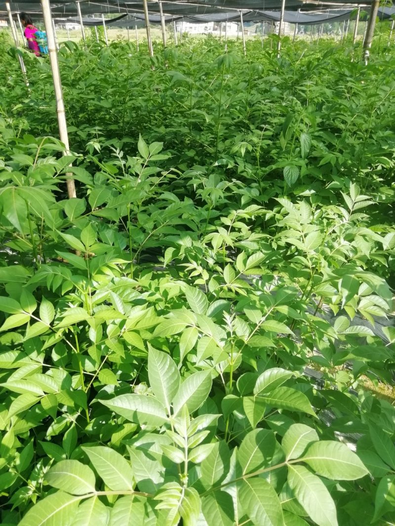 湖南吴茱萸苗茶辣苗米辣子广西吴茱萸苗广西茶辣苗湖北米辣子