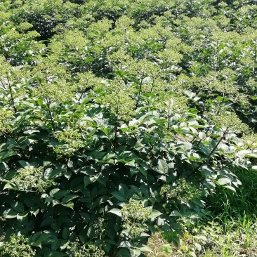 湖南吴茱萸苗茶辣苗米辣子广西吴茱萸苗广西茶辣苗湖北米辣子