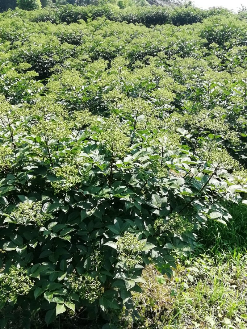 湖南吴茱萸苗茶辣苗米辣子广西吴茱萸苗广西茶辣苗湖北米辣子