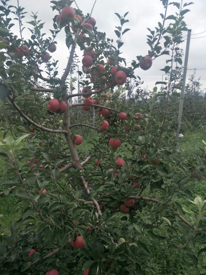好品质云南苹果苗昭通苹果苗2001苹果苗，红将军苹果苗