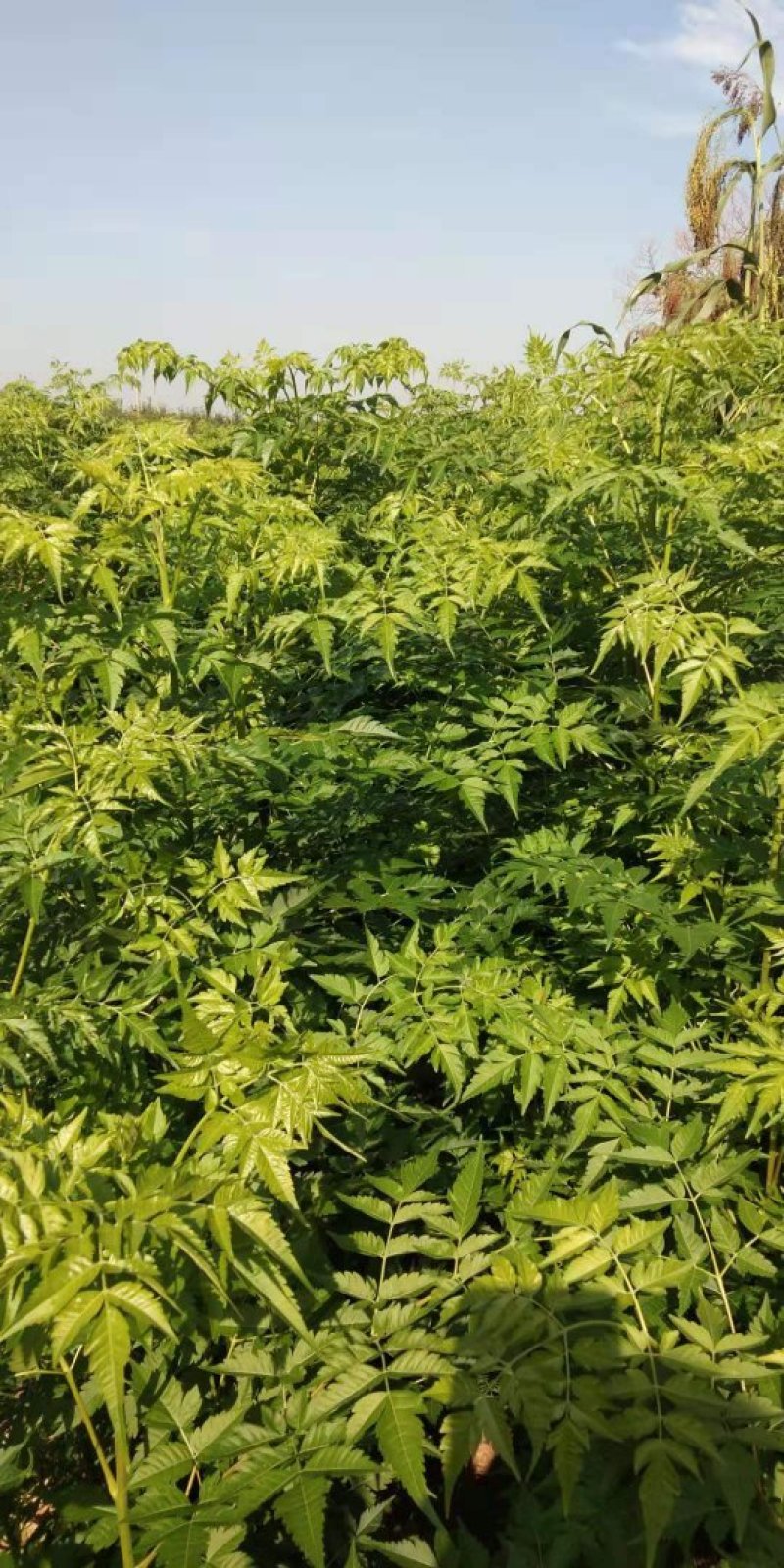 苦楝各种混合裸根土球均可