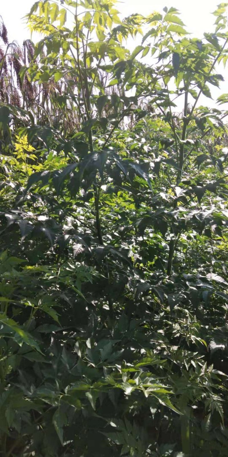 苦楝各种混合裸根土球均可