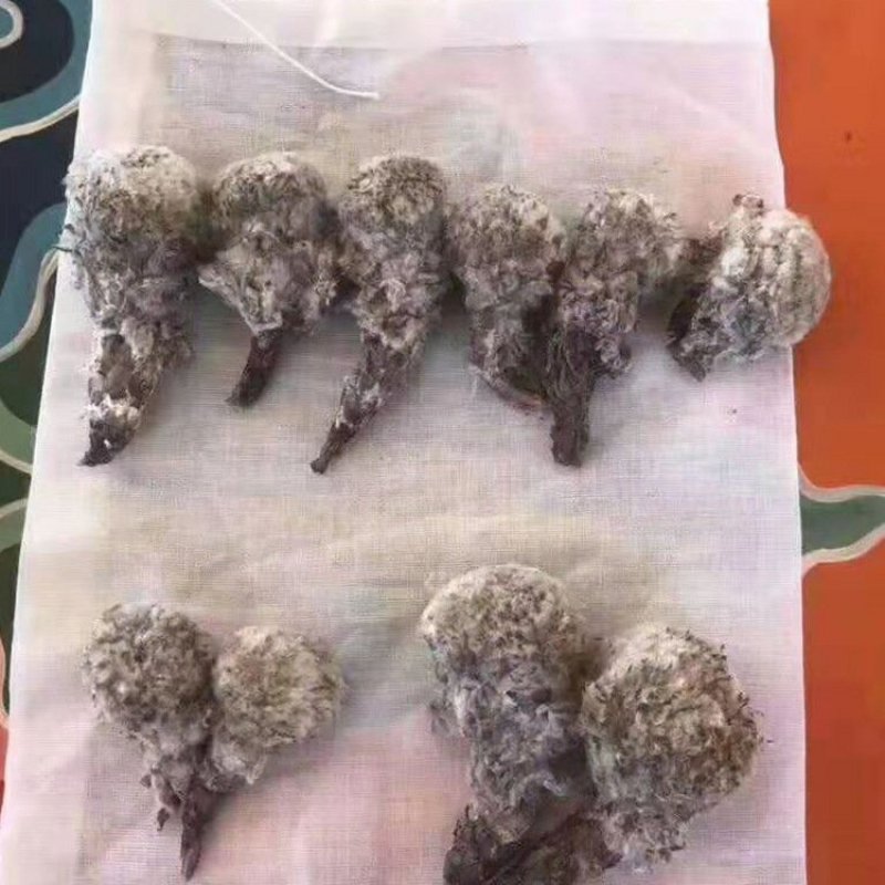 雪莲花藏雪莲批发零售中药材品质保证