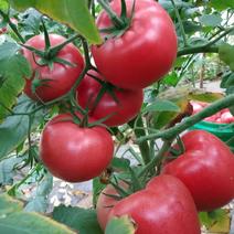 嘉美3号番茄种子