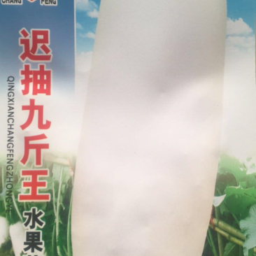 九斤王迟抽萝卜种子水果萝卜种子