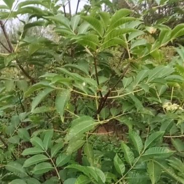 各种吴茱萸苗