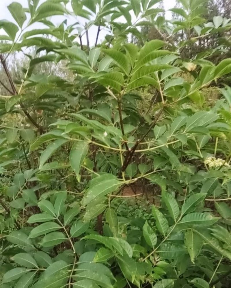 各种吴茱萸苗