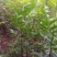 各种吴茱萸苗