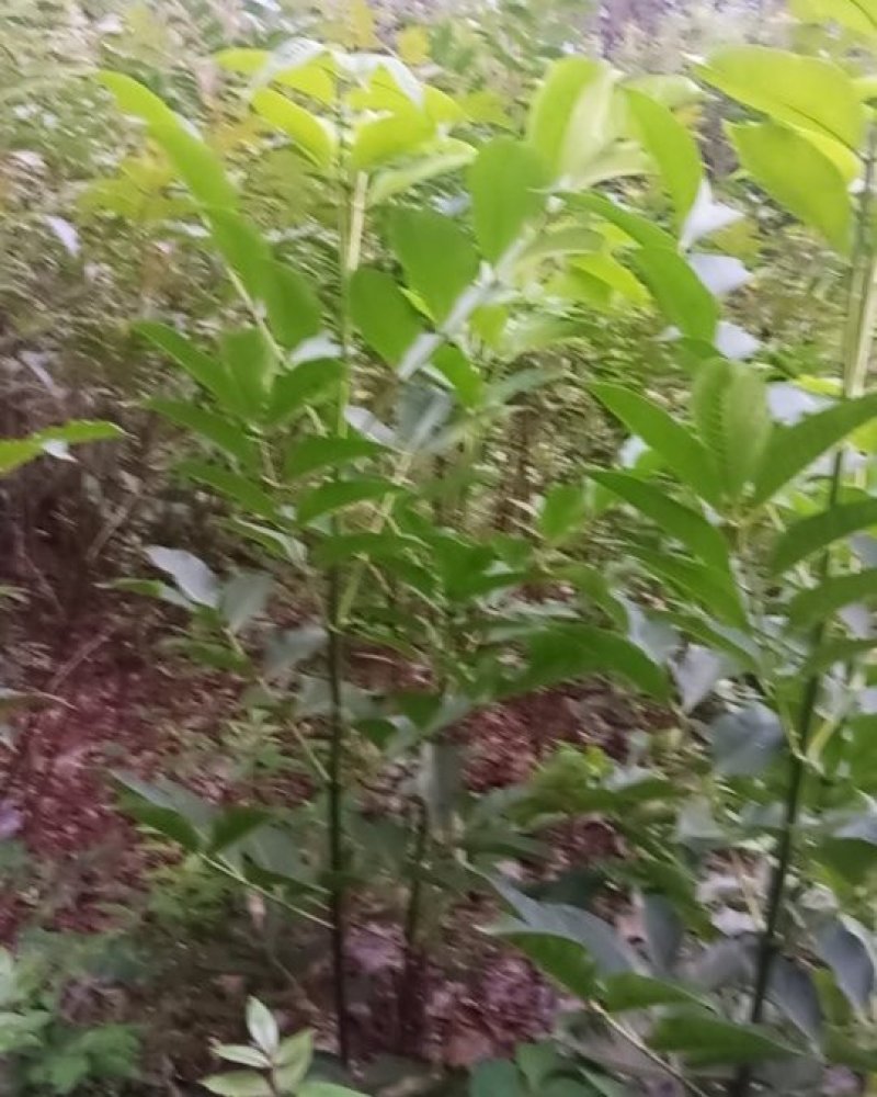 各种吴茱萸苗