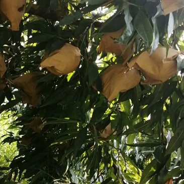 西瑞黄金脆桃