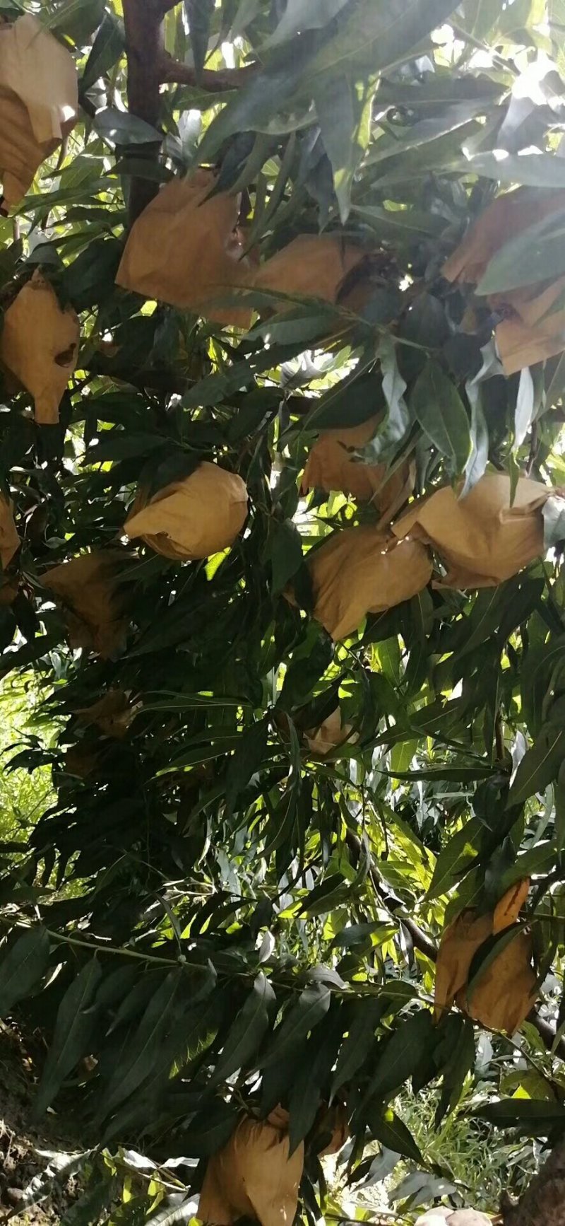 西瑞黄金脆桃