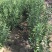 农大8号钙果苗一年苗包成活包邮