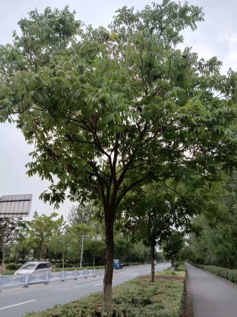 无患子大规格市政绿化苗木美化环境庭院绿化