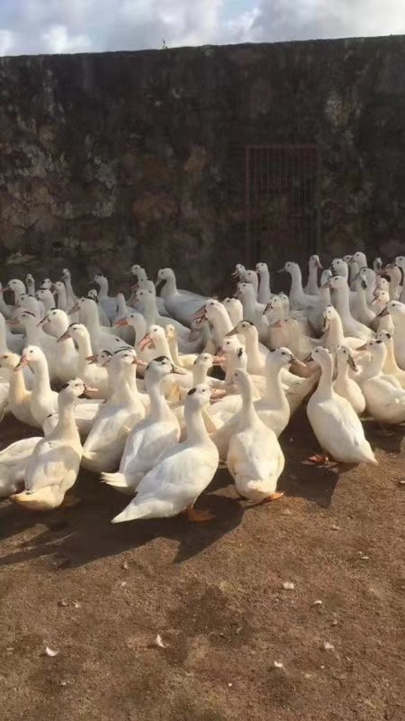 广西一点黑，场地直销，一点花鸭，一点黑。。。。。