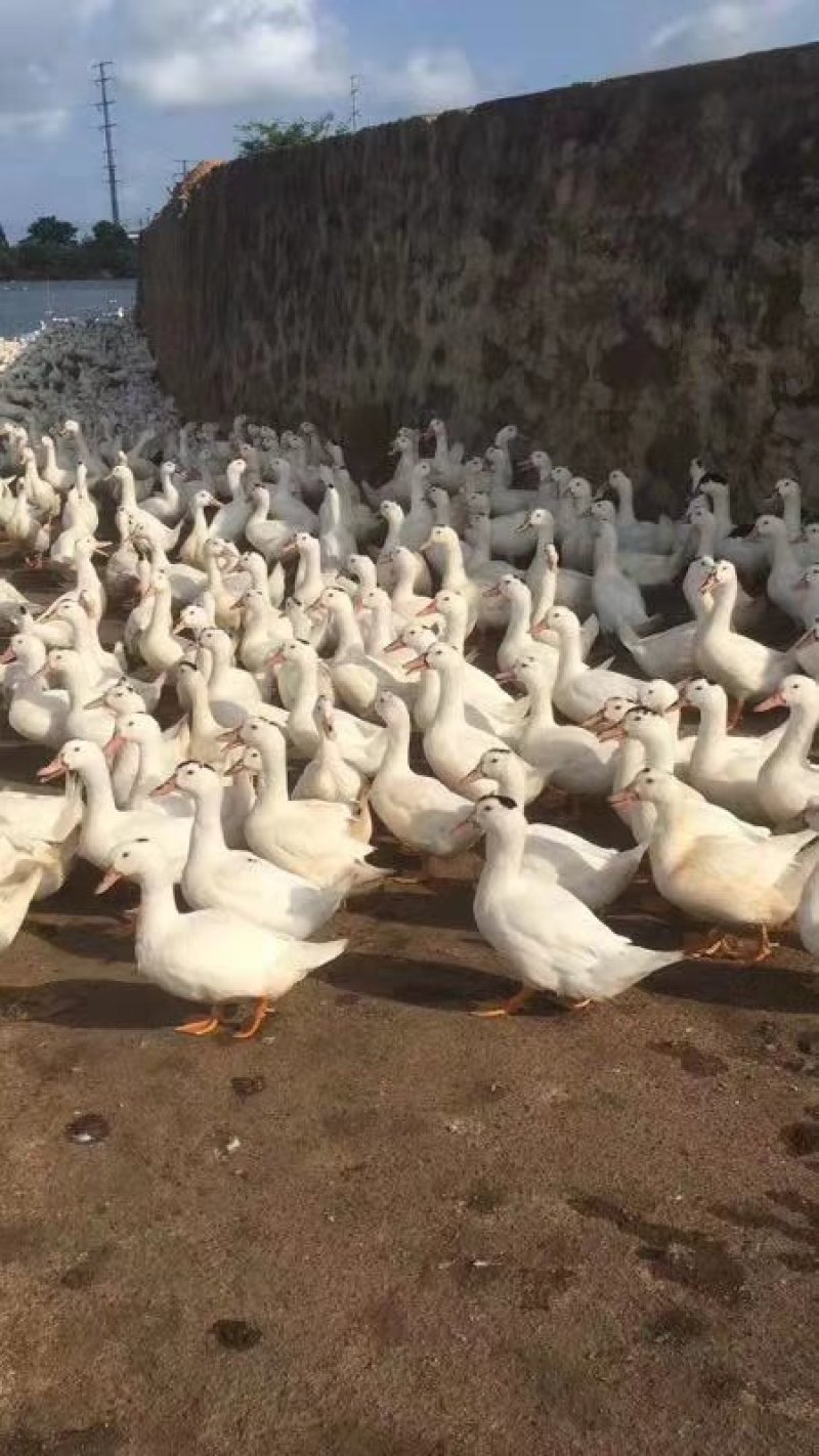 广西一点黑，场地直销，一点花鸭，一点黑。。。。。