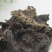 石耳石耳中药材500g干净无沙野生优质黄山岩耳岩姑石壁