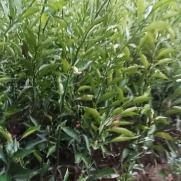 嫁接粗皮枳壳苗