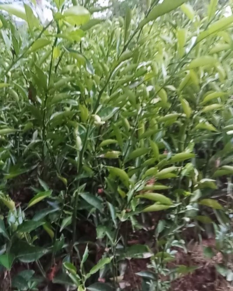 嫁接粗皮枳壳苗