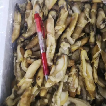 蛏子肉