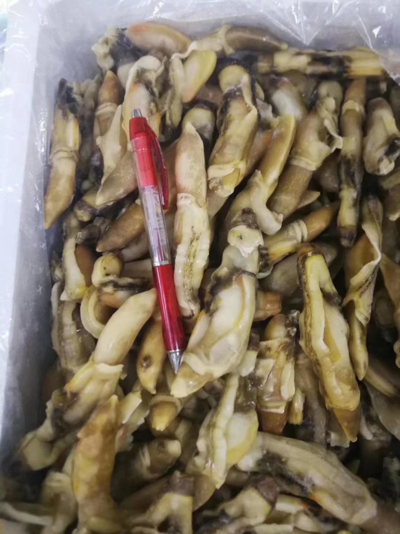 蛏子肉