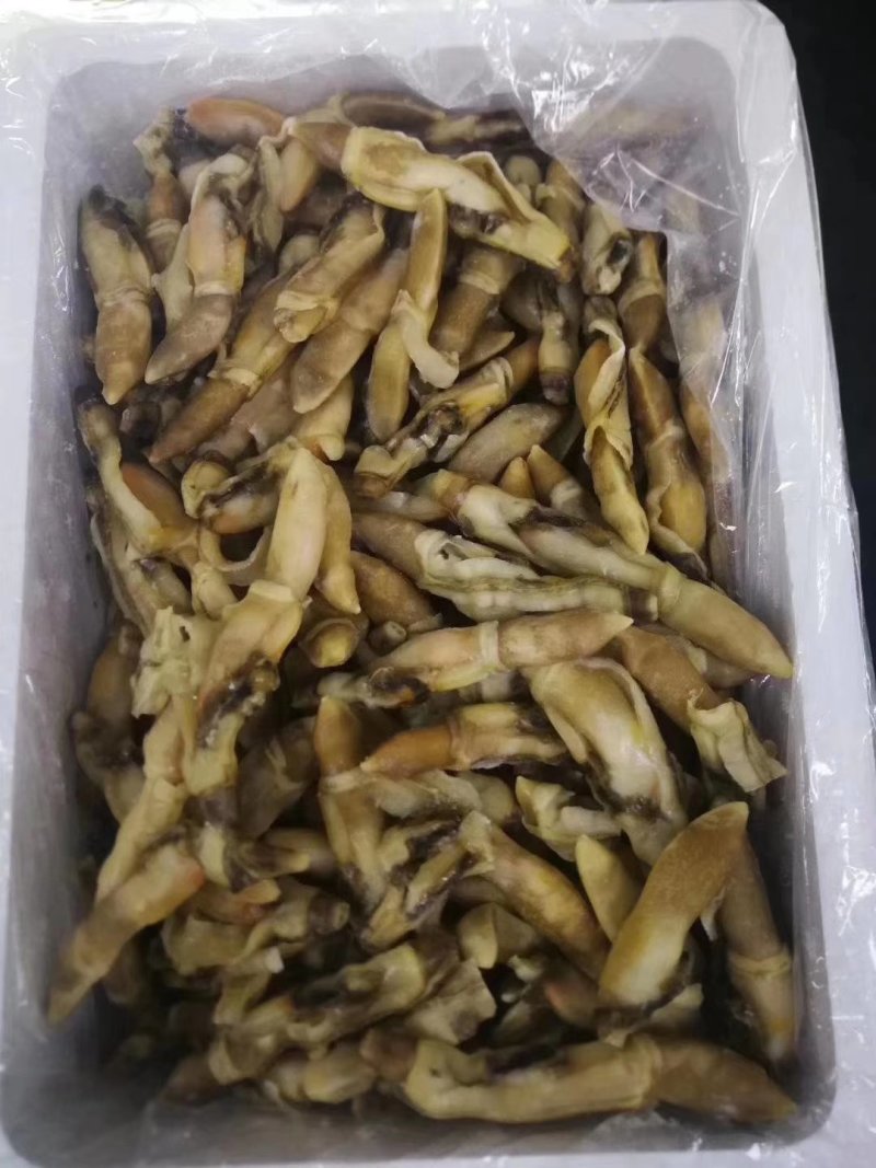 蛏子肉