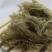 云雾草老君草松罗天蓬草批发零售产地直销