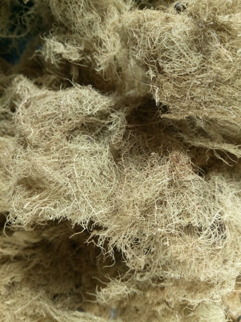 云雾草老君草松罗天蓬草批发零售产地直销
