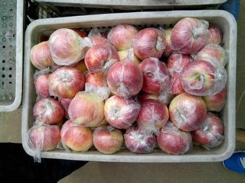 【红星苹果】果农直销/货源充足/大量上市/纸袋膜袋