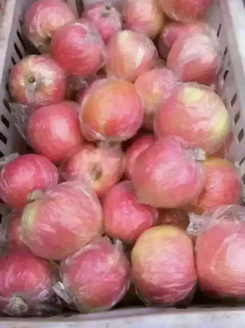 【红星苹果】果农直销/货源充足/大量上市/纸袋膜袋