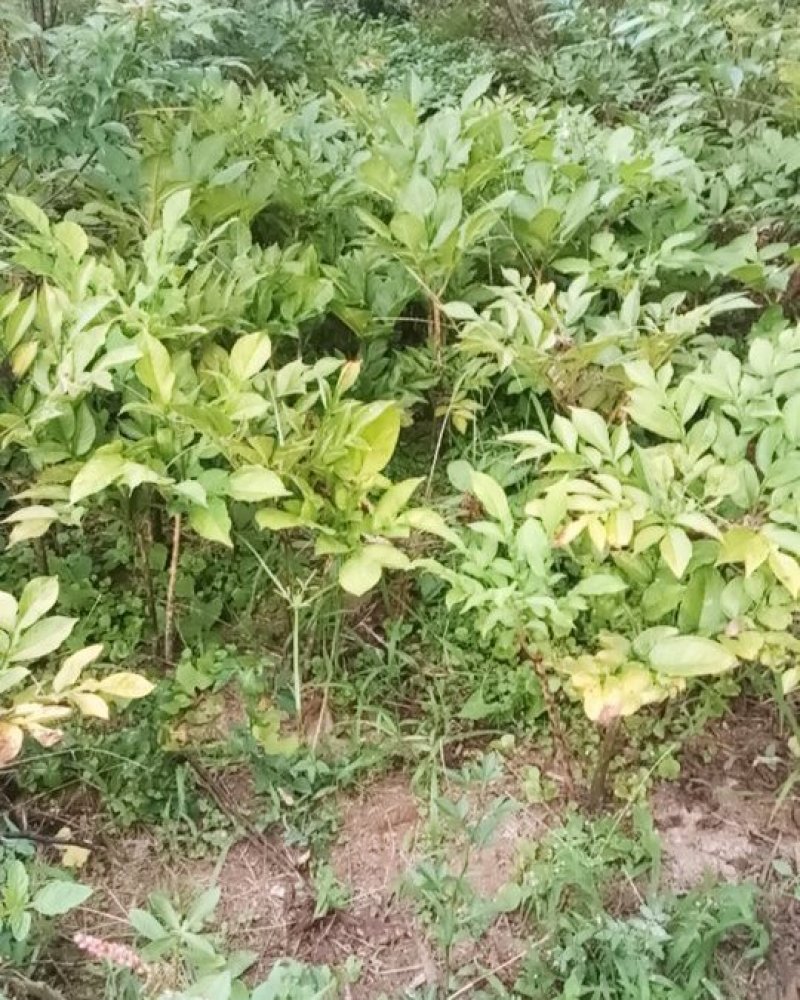 魔芋种子，三十克以下，十克以上