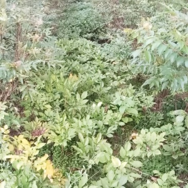 魔芋种子，三十克以下，十克以上