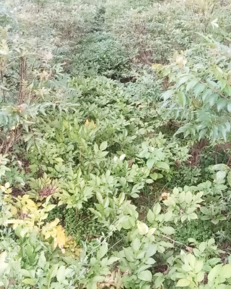 魔芋种子，三十克以下，十克以上