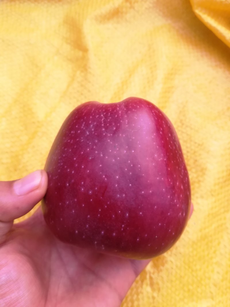 花牛苹果，糖心富士。产地直销。