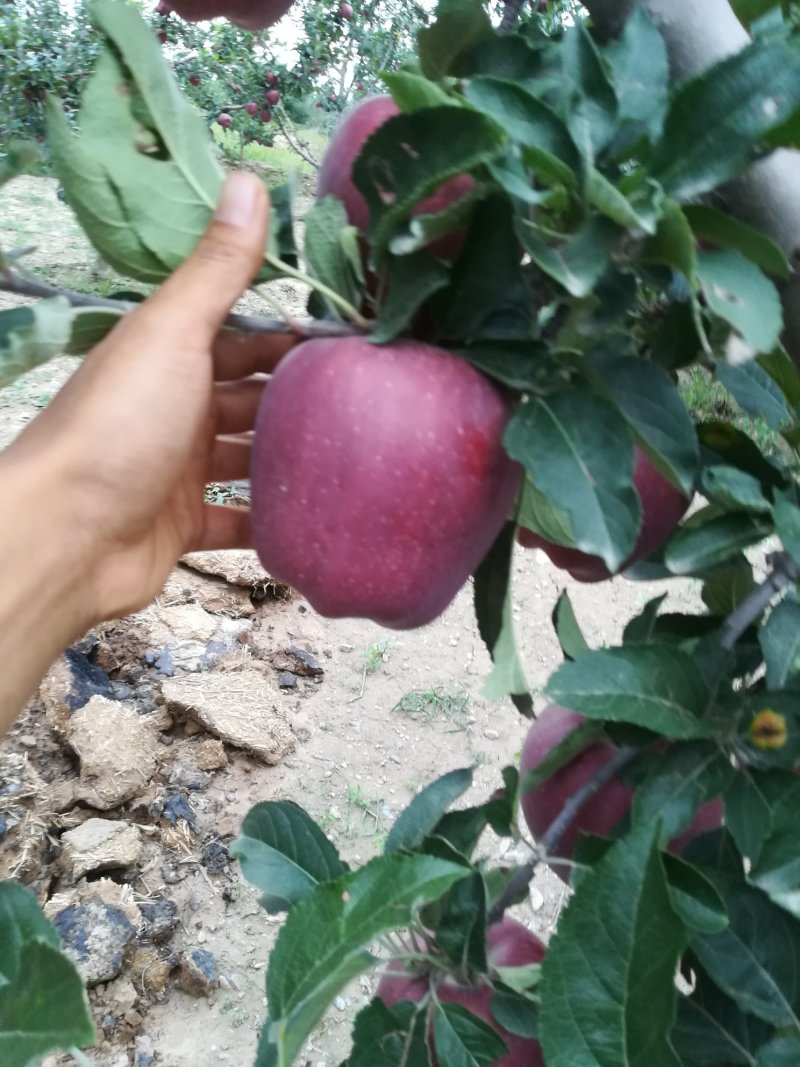 花牛苹果，糖心富士。产地直销。