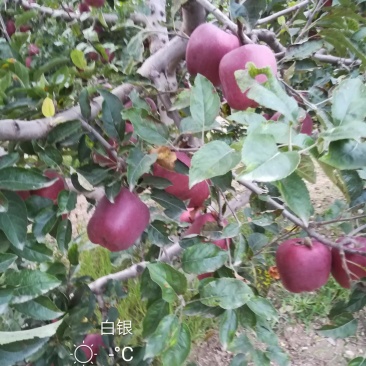 花牛苹果，糖心富士。产地直销。