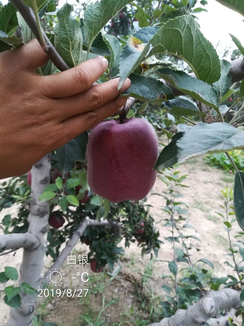 花牛苹果，糖心富士。产地直销。
